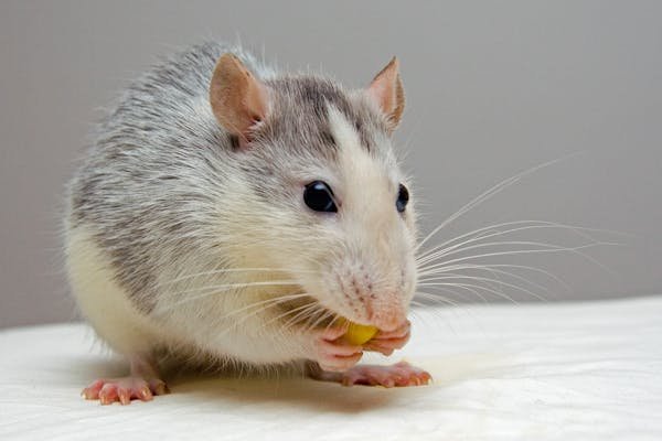 5 méthodes naturelles de grand-mère pour se débarrasser des souris