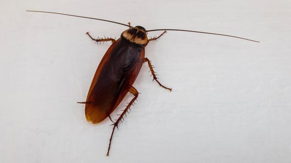 Pourquoi les cafards s'installent-ils chez vous ?